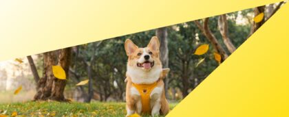How to Travel with Pets: Documents, Airlines, Road Trips, and Pet-Friendly Stays